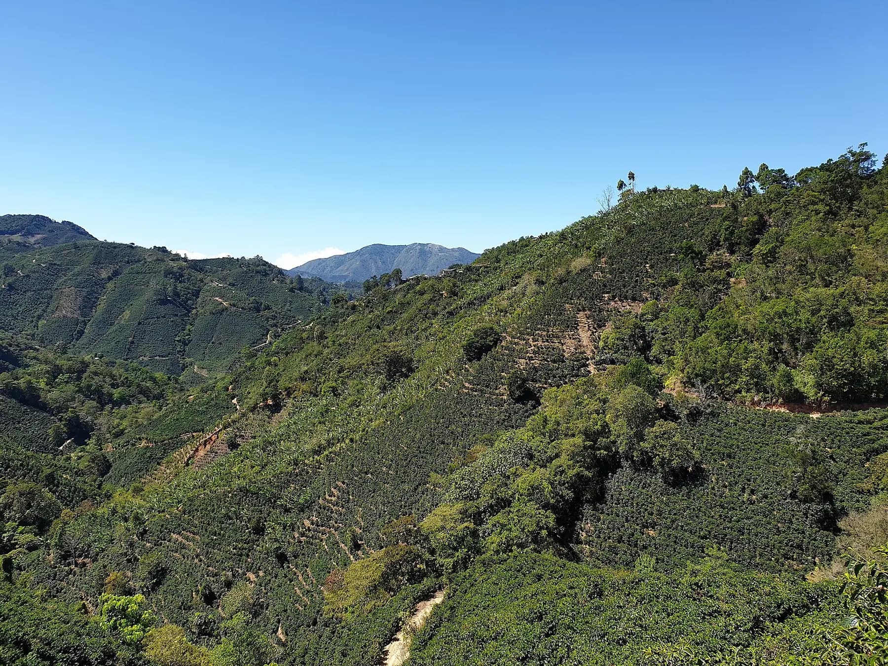 Cafetales en las laderas de las montañas de Costa Rica