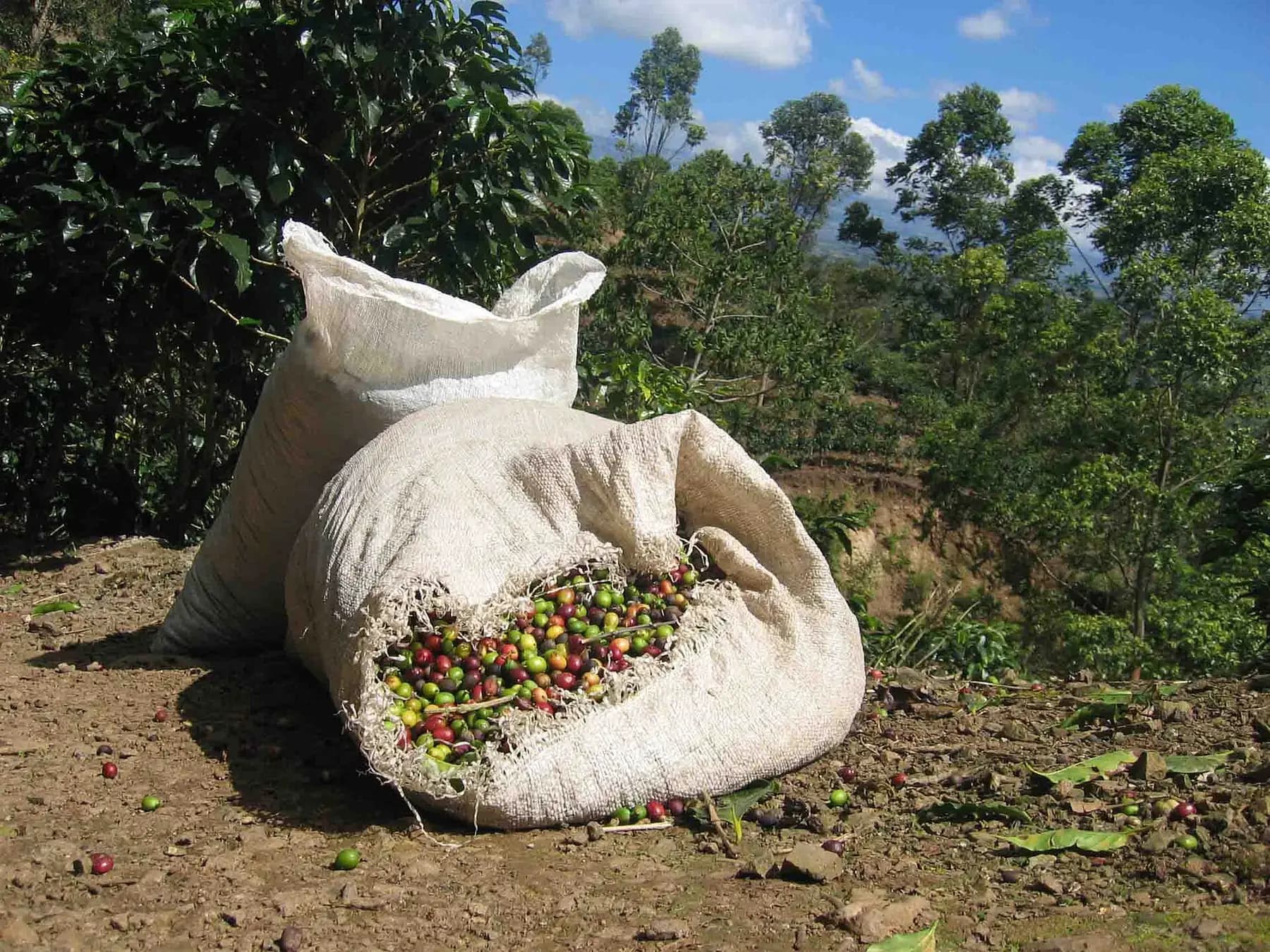 Sacos con café recién cosechado en una finca de Costa Rica